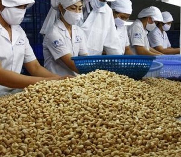 import-cashew-nuts-from-vietnam